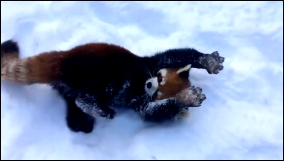Подборка Красные панды на снегу