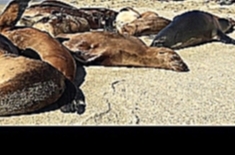 Подборка Когда ты никак не можешь уложить совю тушку) Морские котики) Пляж Ла Хойя в Сан-Диего, штат Калифорния. США 2016