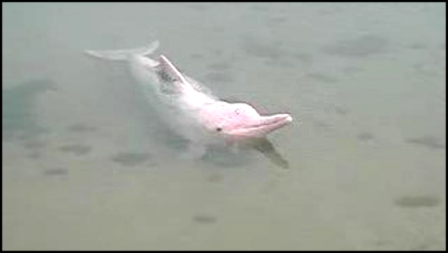 Подборка Розовый дельфин
