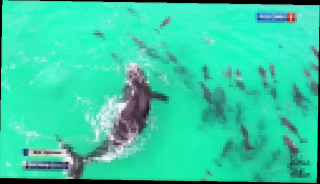 Подборка Дельфины станцевали вальс с китом-касаткой