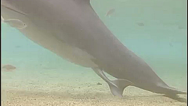 Подборка Рождение дельфина