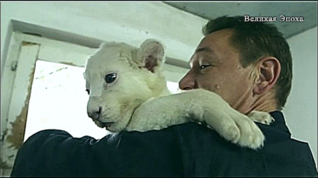 Подборка Белые львята предстали перед посетителями зоопарка в Белграде (новости)