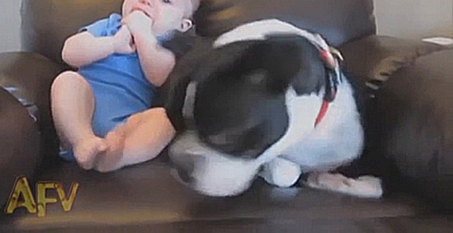 Подборка Ребенок пукнул собака чуть не сдохла