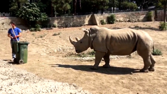 Подборка Уборщик играет с носорогом