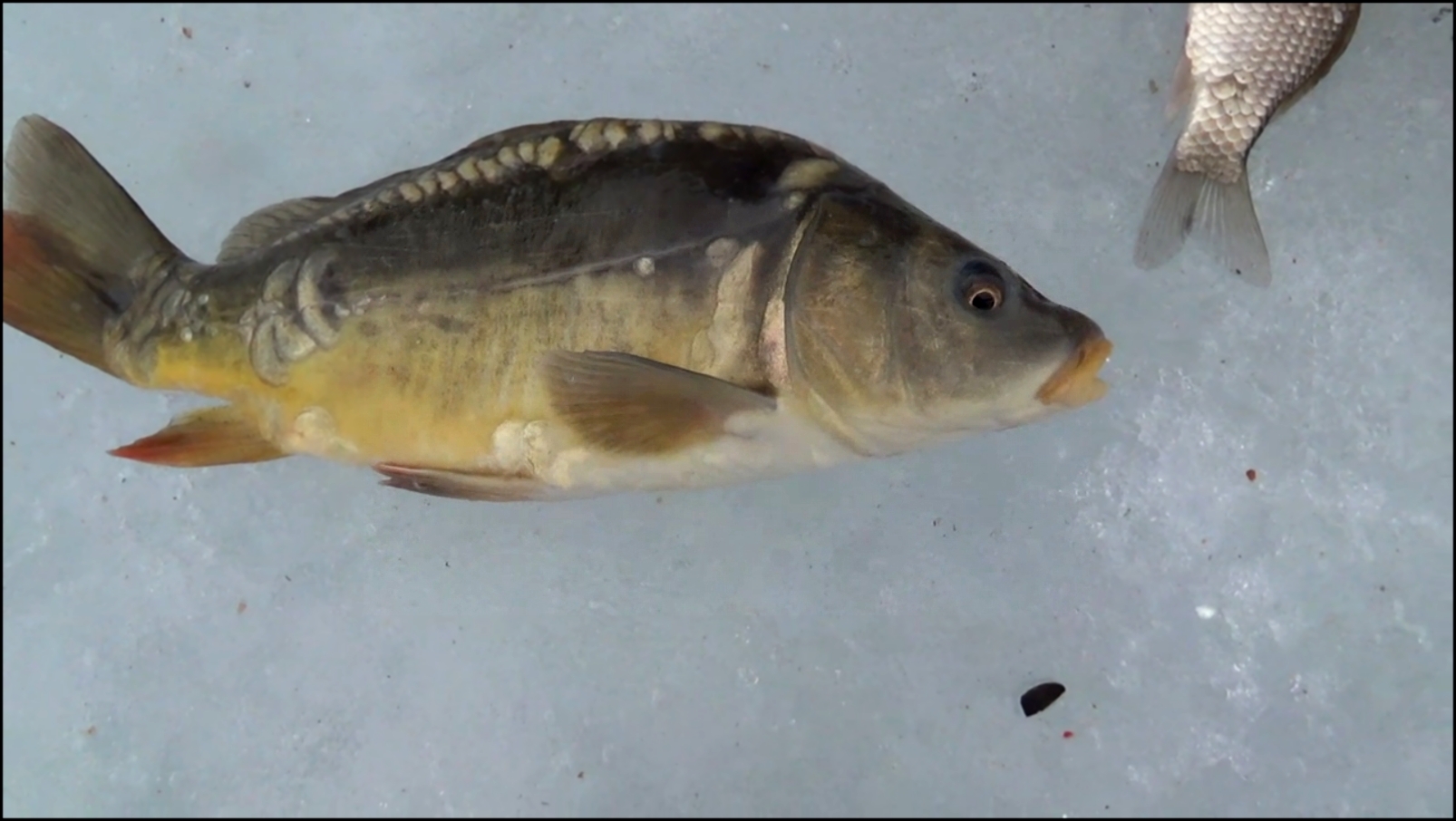 Подборка Карась, Карп | Ловля зимой со льда | Рыбалка 2017