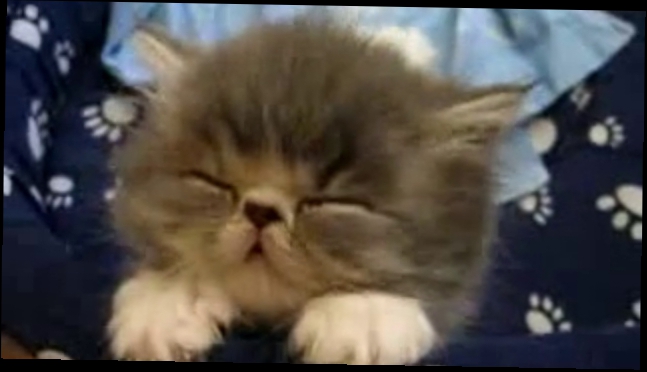 Подборка Котёнок спит. Очень милое видео