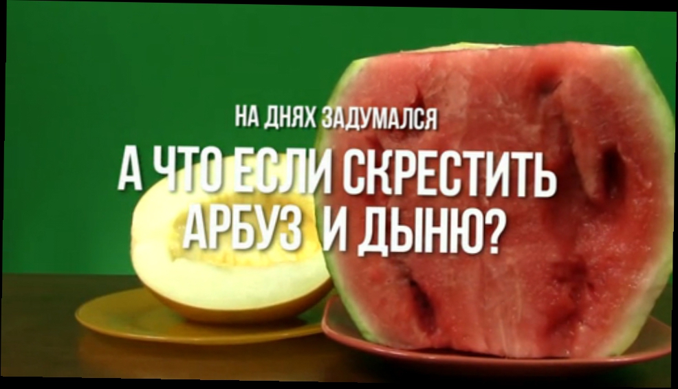 Подборка Что будет если соединить арбуз и дыню/ What will happen if the watermelon+cantaloupe?