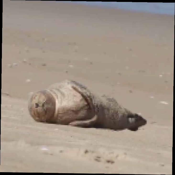 Подборка Маленький тюлень кайфует на берегу 