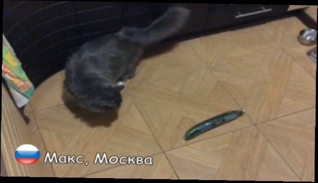 Подборка  Русские коты огурцов не боятся _ Russian cats not afraid of Сucumbers (Огуречная кото-фобия)