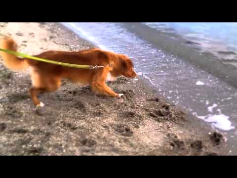 Подборка Dog afraid of the Ocean Waves! (as seen on TV!)