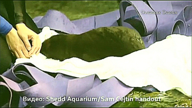 Подборка Осиротевшему детенышу выдры из чикагского аквариума придумали имя (новости) 