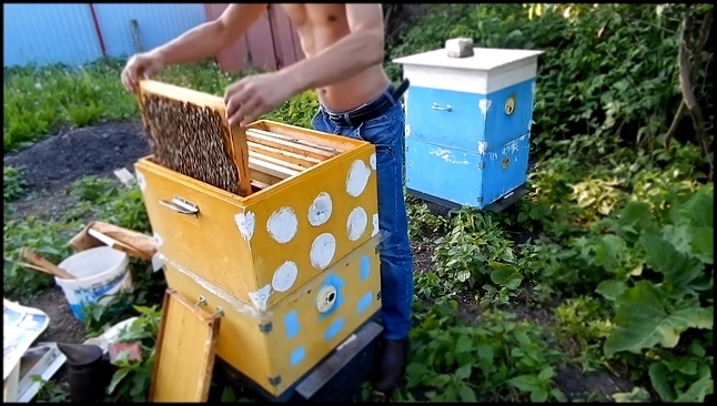 Подборка Развитие пчелопакета. Работа №5: Первая работа по выводу маток.