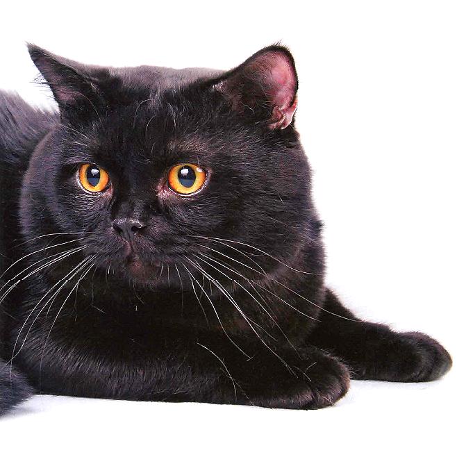 Жил да был чёрный кот за углом